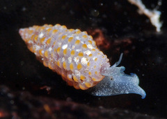 Pseudodaphnella santoa