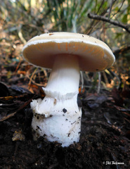 Amanita toxica