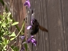 Xylocopa tabaniformis orpifex