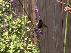 Xylocopa tabaniformis orpifex