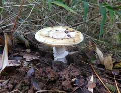 Amanita toxica