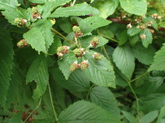 Rubus canadensis