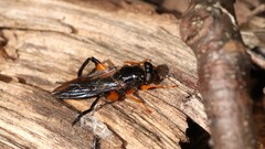 Chalcosyrphus curvaria