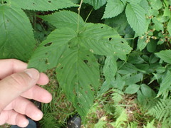 Rubus canadensis