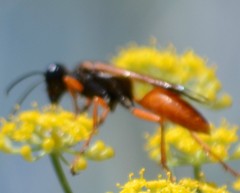 Sphex ashmeadi