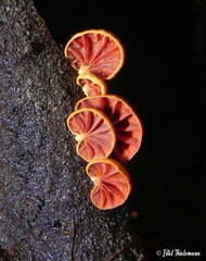 Anthracophyllum discolor