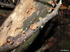 Anthracophyllum discolor