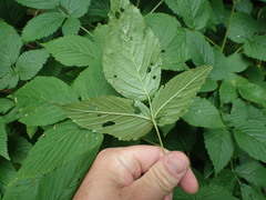 Rubus canadensis