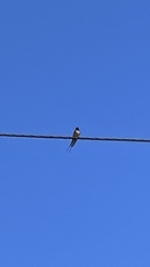 Hirundo rustica