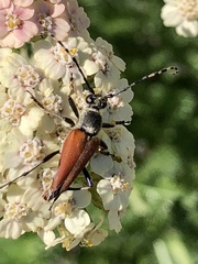Brachyleptura