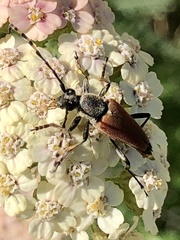 Brachyleptura