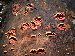 Anthracophyllum discolor