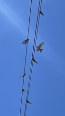 Hirundo rustica