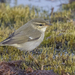 Arctic Warbler Complex - Photo (c) Stephen John Davies, some rights reserved (CC BY-NC), uploaded by Stephen John Davies