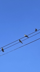 Hirundo rustica
