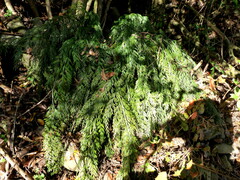 Asplenium appendiculatum