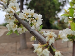 Prunus mume