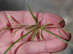 Cyperus trinervis