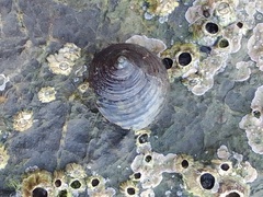 Phorcus turbinatus