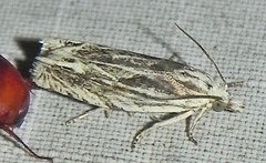 Eucosma olivaceana