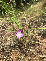 Clarkia amoena caurina