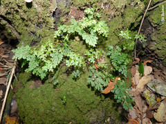 Asplenium dareoides