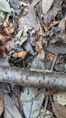 Polyporus leprieurii