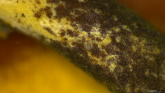 Polyporus leprieurii