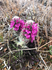 Pedicularis lanata