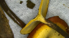 Polyporus leprieurii