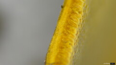 Polyporus leprieurii