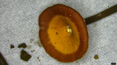 Polyporus leprieurii