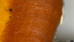 Polyporus leprieurii