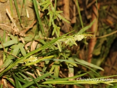 Carex sociata