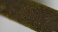 Polyporus leprieurii