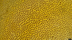 Polyporus leprieurii