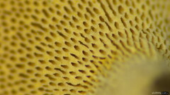 Polyporus leprieurii