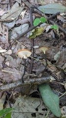 Polyporus leprieurii