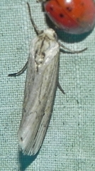 Crambodes