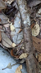 Polyporus leprieurii