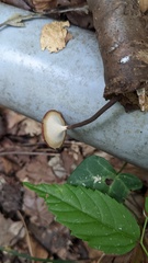 Polyporus leprieurii