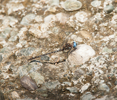 Macrothemis celeno