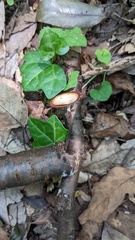 Polyporus leprieurii
