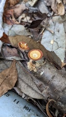 Polyporus leprieurii