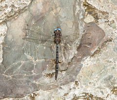 Macrothemis celeno