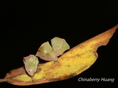 Daphnephila urnicola