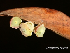 Daphnephila urnicola