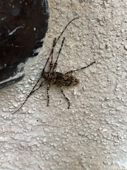 Oreodera brailovskyi