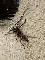 Oreodera brailovskyi