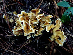 Cantharellus insignis